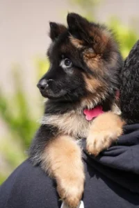 German Shepherd puppy