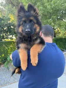 German Shepherd puppies
