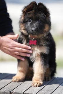 German Shepherd puppy care image for Royal Tribes K9 educational content 0118