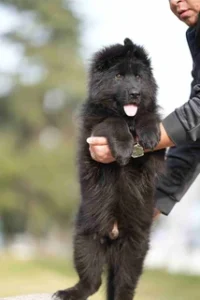 German Shepherd puppies