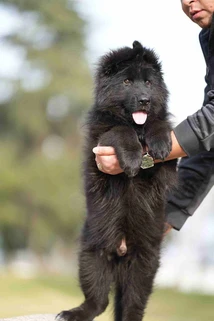 German Shepherd puppy care image for Royal Tribes K9 educational content 0200