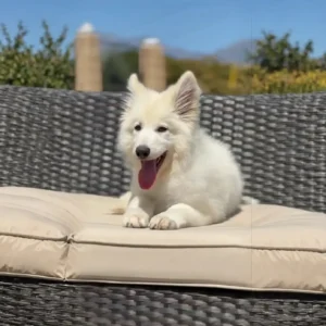 German Shepherd puppy training