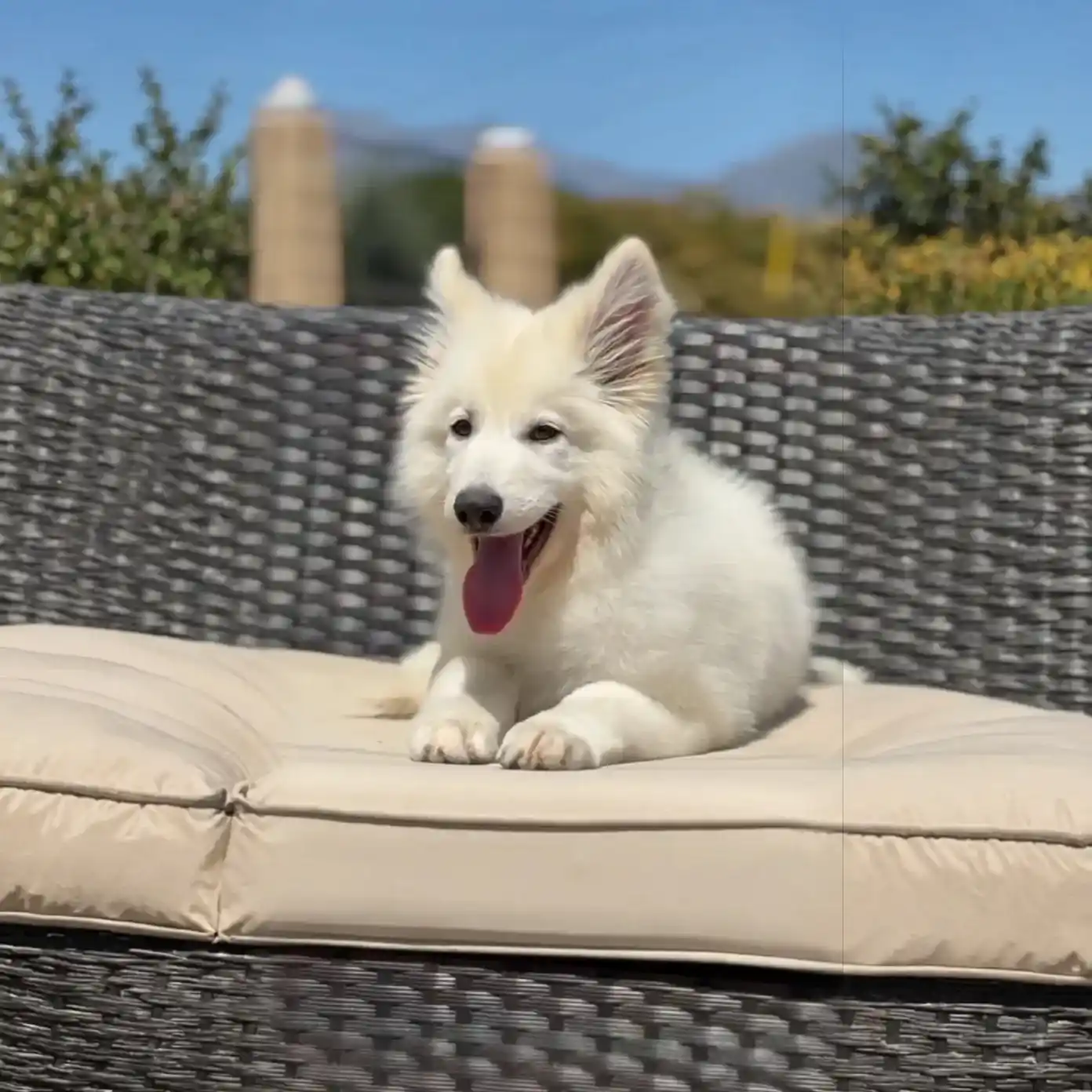 how to train a German Shepherd puppy