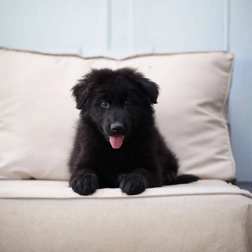 German Shepherd puppy guide Brookville MA