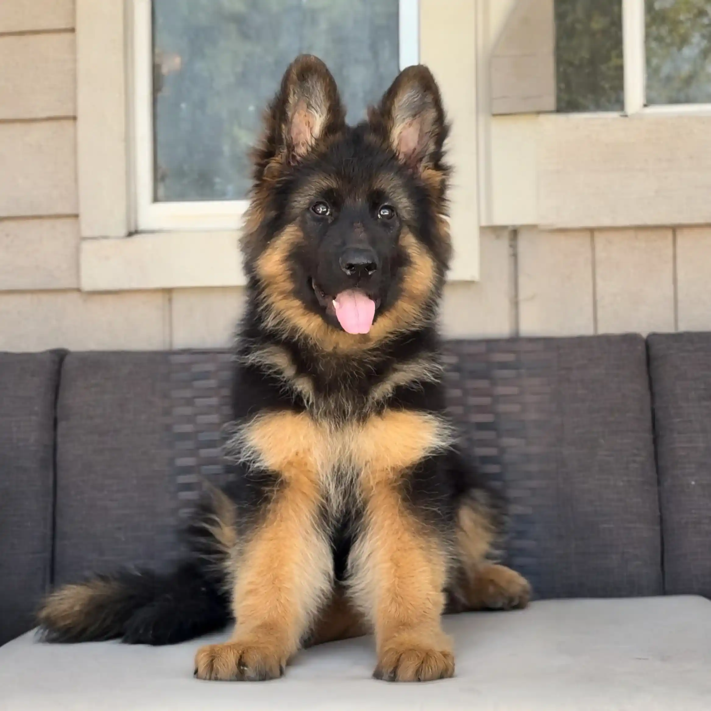 exercise for German Shepherd puppies