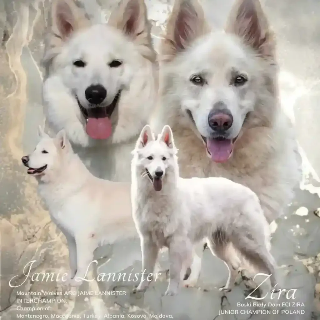 German Shepherd puppy care image for Royal Tribes K9 educational content 0241