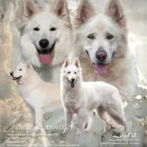White German Shepherd