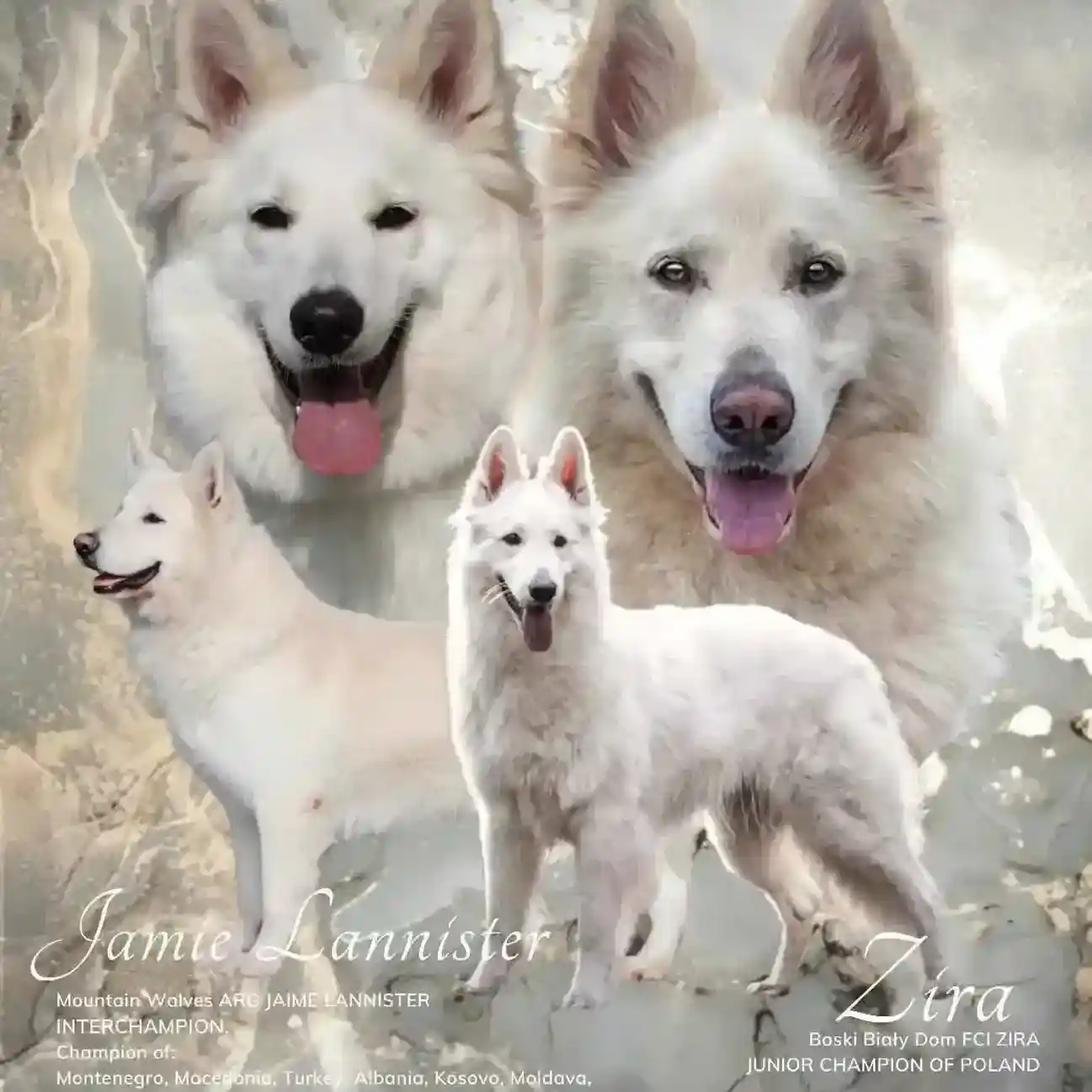 white german shepherd