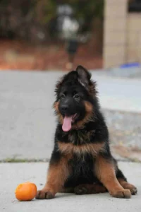 German Shepherd puppies