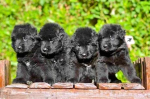 German Shepherd puppies