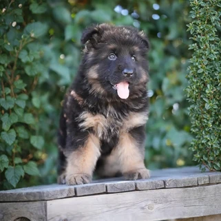 German Shepherd puppy care image for Royal Tribes K9 educational content 0224