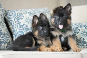 German Shepherd puppies