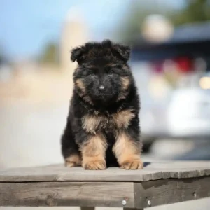 German Shepherd puppy from Royal Tribes K9 in Montecito California with healthy coat, strong structure, and confident expression