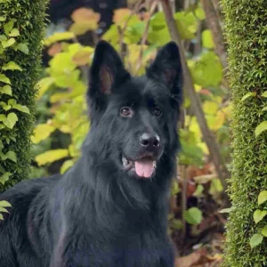top German Shepherd