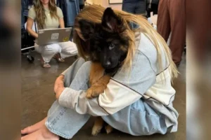 German Shepherd with pedigree
