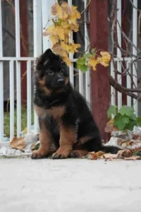 German Shepherd puppies