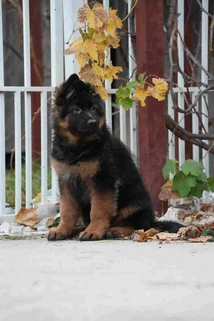 German Shepherd puppy care image for Royal Tribes K9 educational content 0204