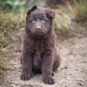 liver chocolate german shepherd