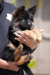 German Shepherd puppies
