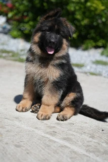 German Shepherd puppy guide Boise MT
