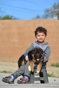 German Shepherd puppies