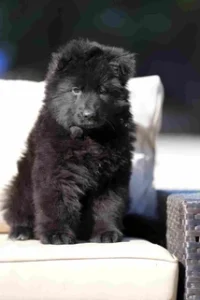German Shepherd puppies