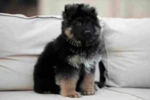German Shepherd puppies