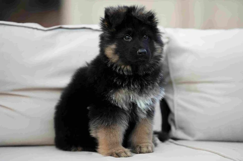 German Shepherd puppy guide Lomita CA