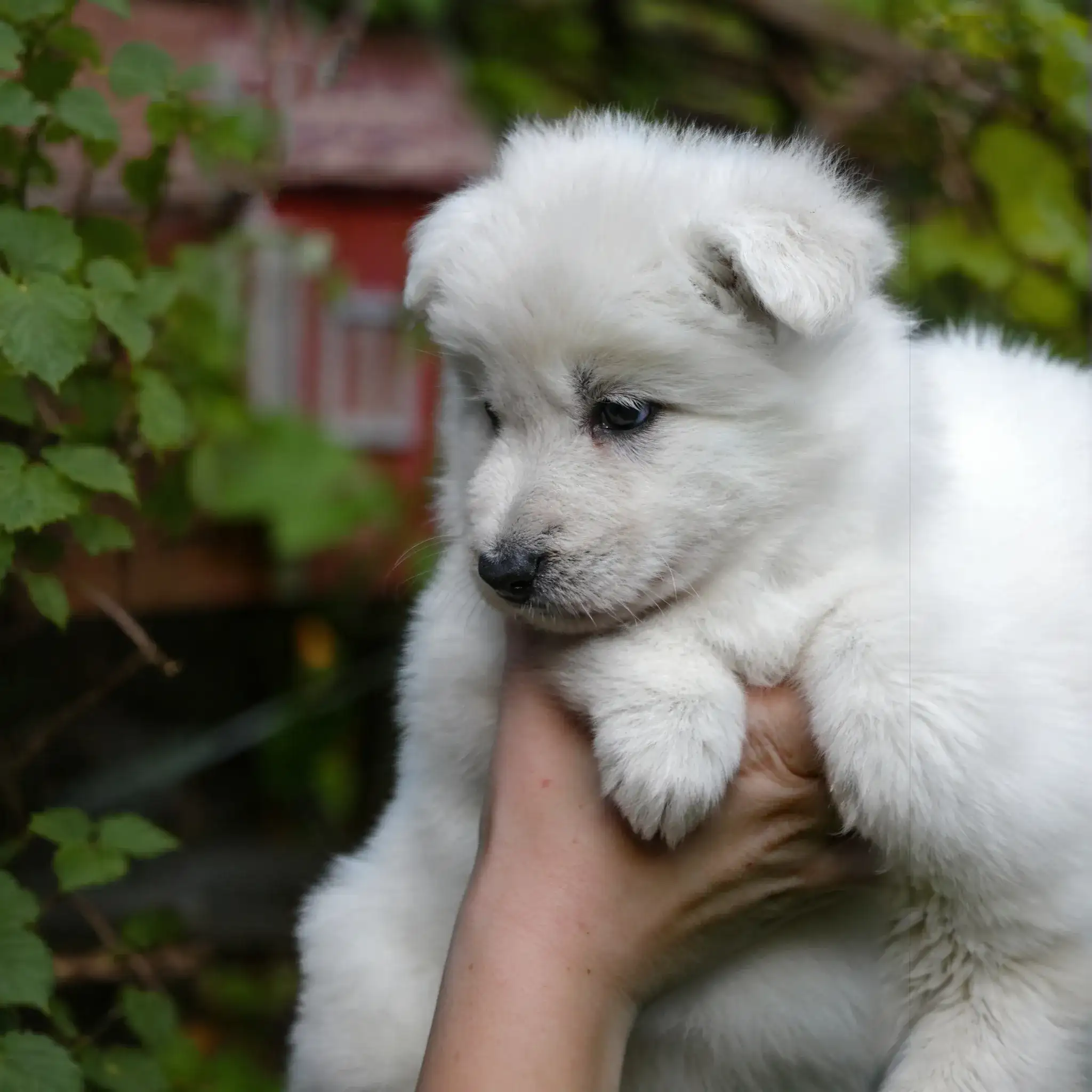 German Shepherd puppy care image for Royal Tribes K9 educational content 0321