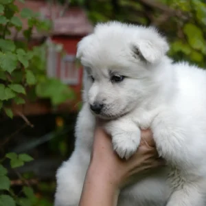 liver and white german shepherd