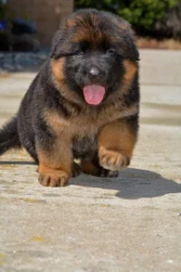 German Shepherd puppies