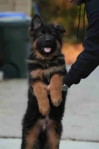 German Shepherd puppies