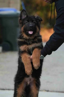 German Shepherd puppy guide Woodland Hills CA