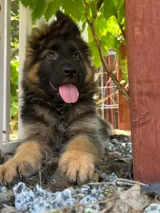 German Shepherd Puppies