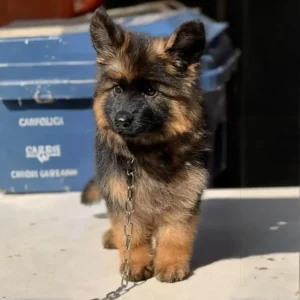 German Shepherd puppy from Royal Tribes K9 in Manhattan Beach California with healthy coat, strong structure, and confident expression