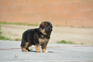 German Shepherd puppies