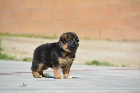 German Shepherd puppy care image for Royal Tribes K9 educational content 0148