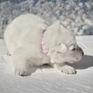 white german shepherd puppies near me