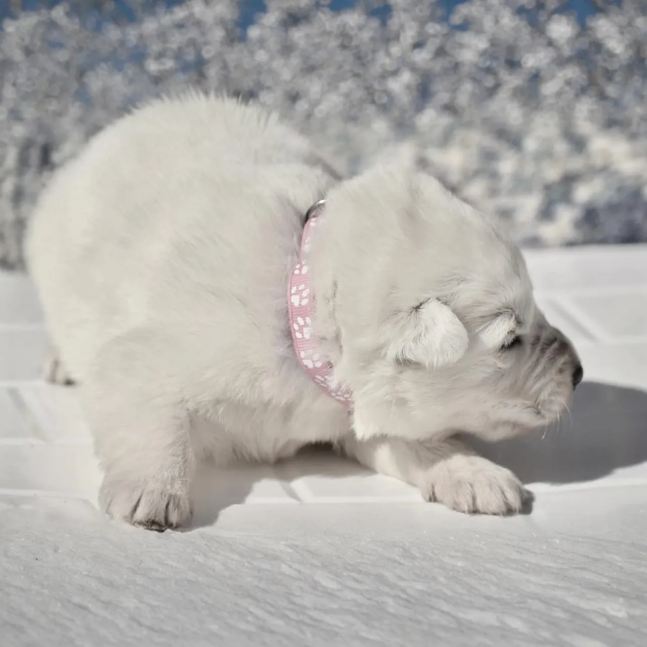 white German Shepherd puppies Detroit MI