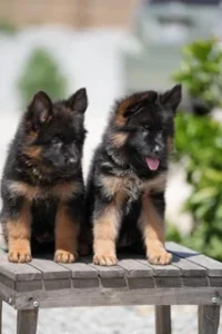 German Shepherd Puppies