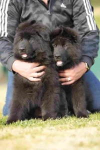 German Shepherd puppies