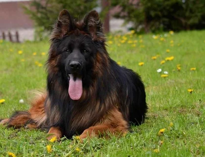 German Shepherd puppy care image for Royal Tribes K9 educational content 0210