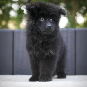 Long coat German Shepherd puppy with fluffy coat and elegant appearance