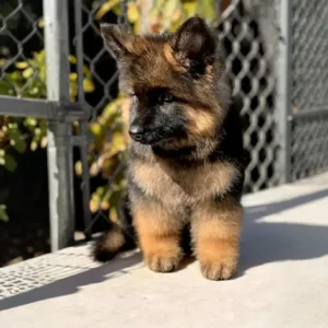 golden shepherd puppies