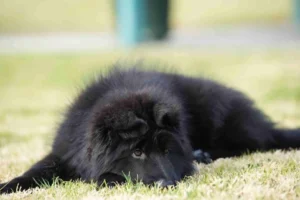German Shepherd puppies