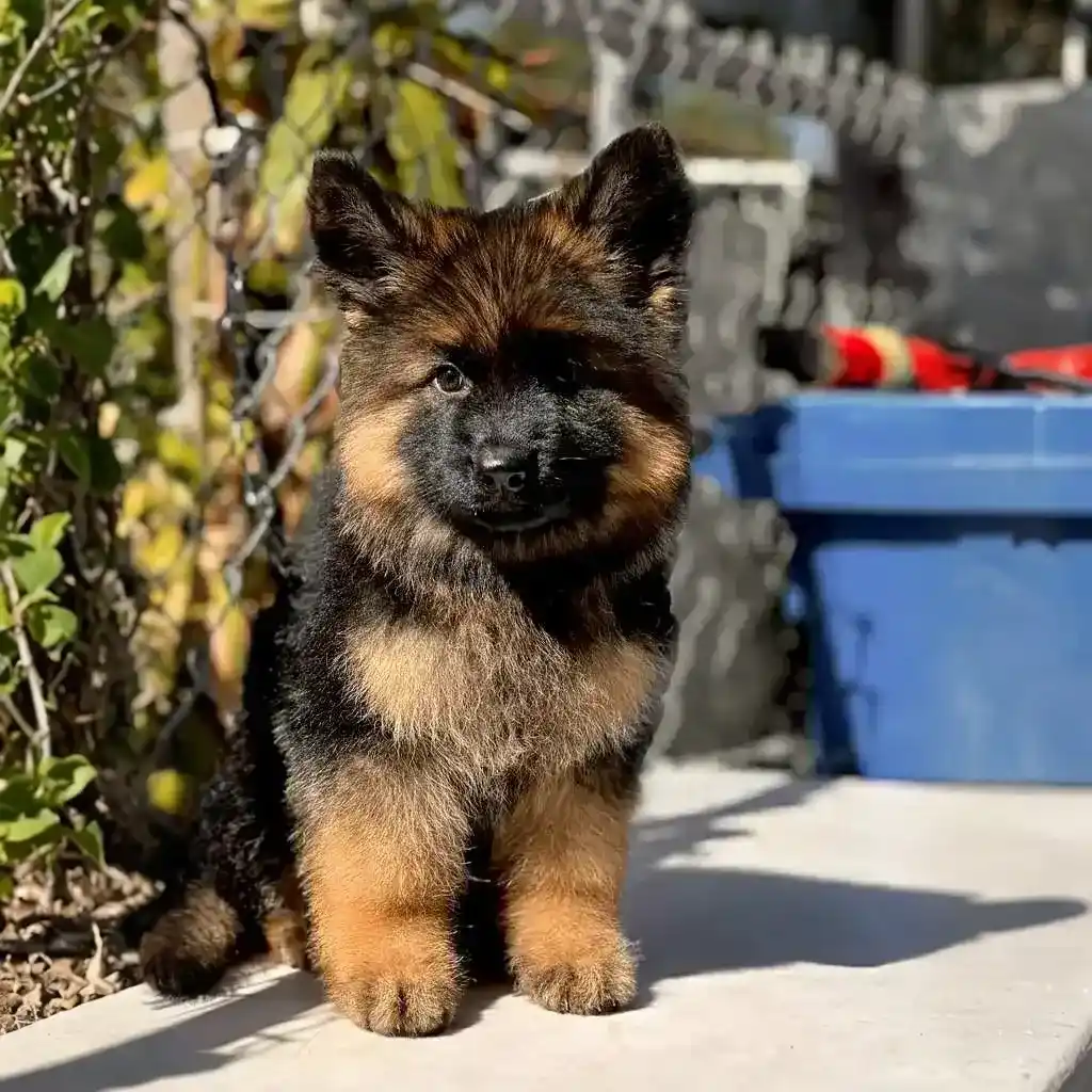 German Shepherd puppy care image for Royal Tribes K9 educational content 0324