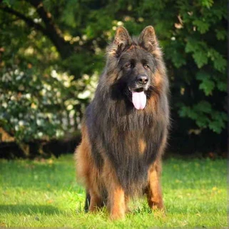 German Shepherd puppy guide Glendale CA
