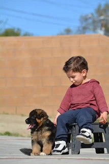 German Shepherd puppy guide Oklahoma City OK