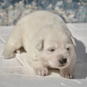 white german shepherd for sale near me