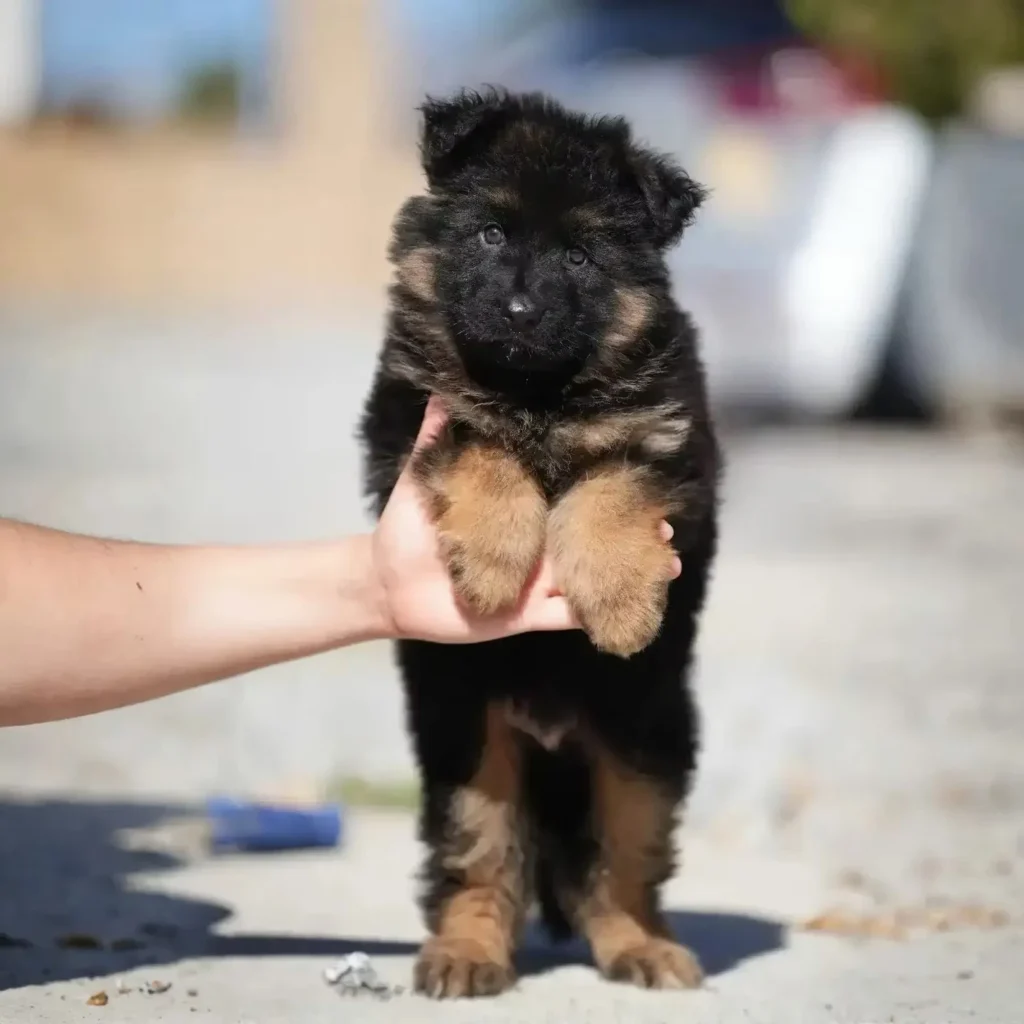 German Shepherd puppy care image for Royal Tribes K9 educational content 0302